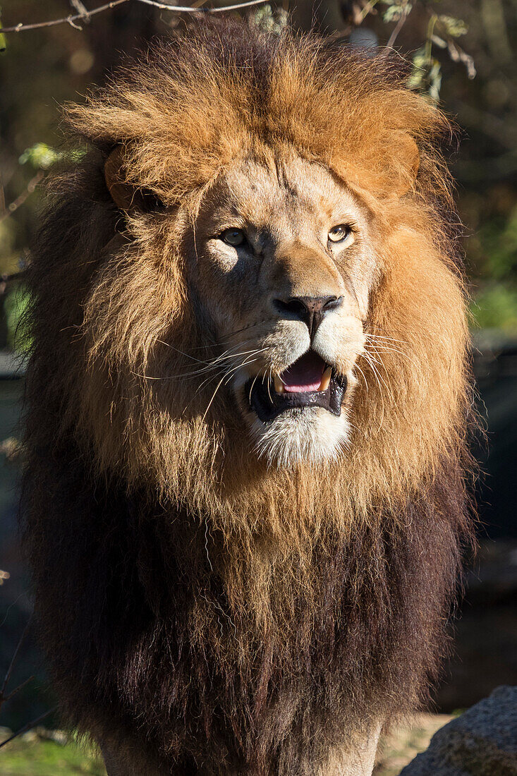African lion, male (Panthera leo), zoo
