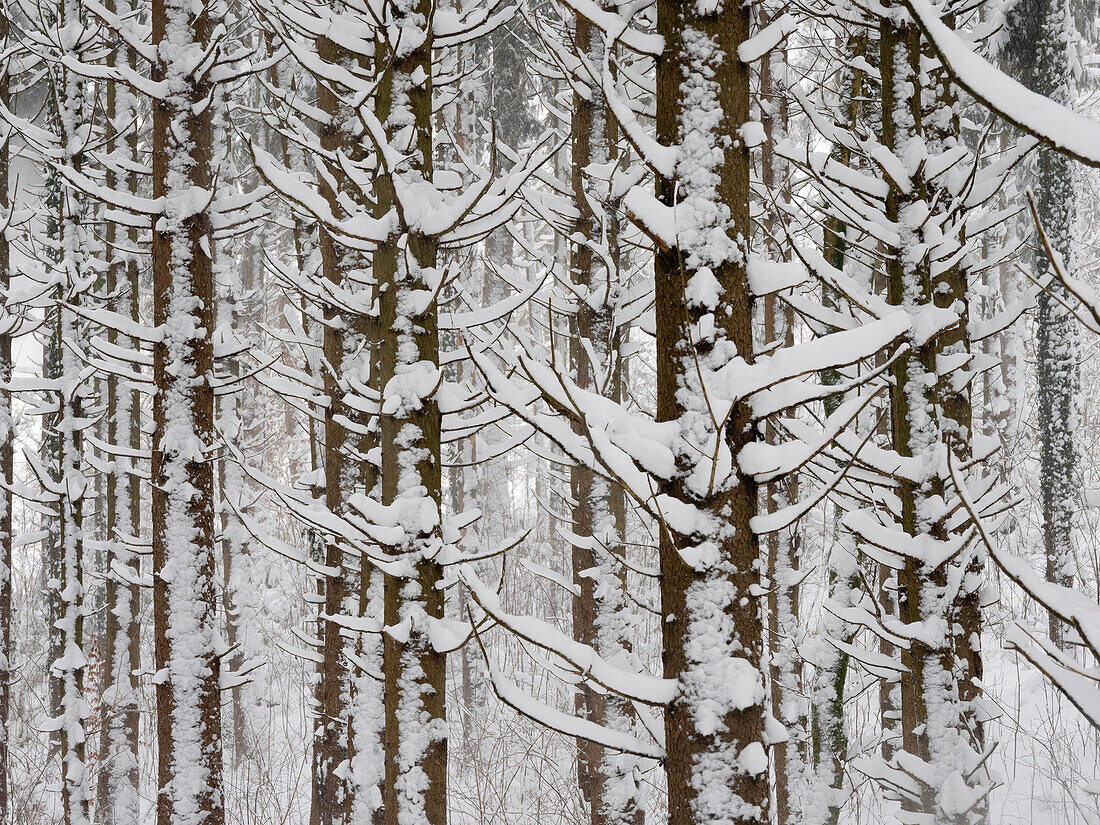 Fichtenwald im Winter (Picea abies), Oberbayern, Deutschland