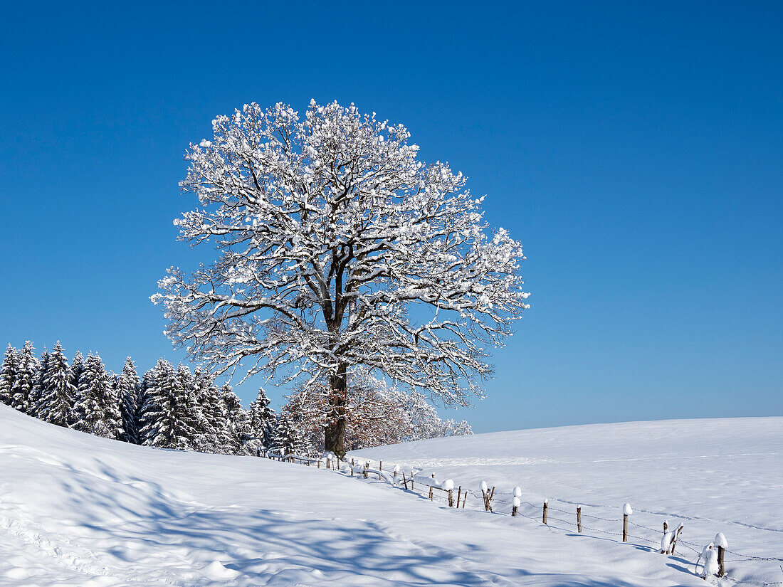 Winterlandschaft mit Eiche und Fichtenwald, Oberbayern, Deutschland