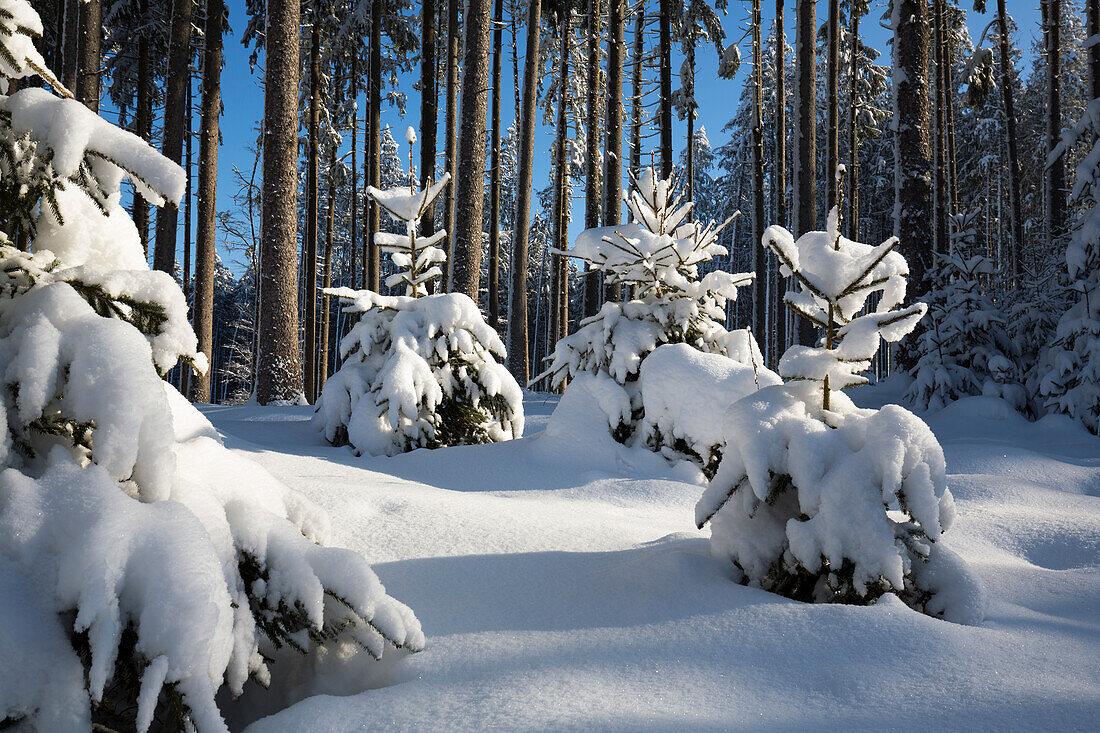 Snow-covered spruces, winter landscape, Upper Bavaria, Germany