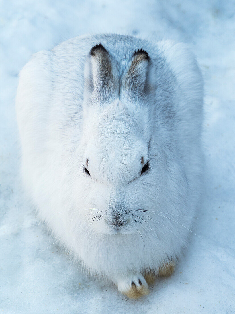 Mountain hare in winter (Lepus timidus), Europe, zoo