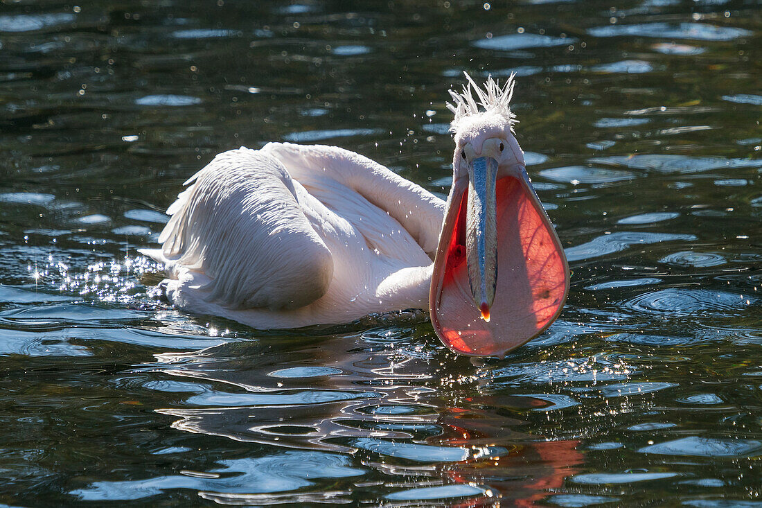 Great white pelican (Pelecanus onocrotalus), Zoo