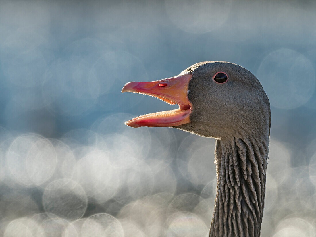 Greylag goose calling (Anser anser), Bavaria, Germany, Europe