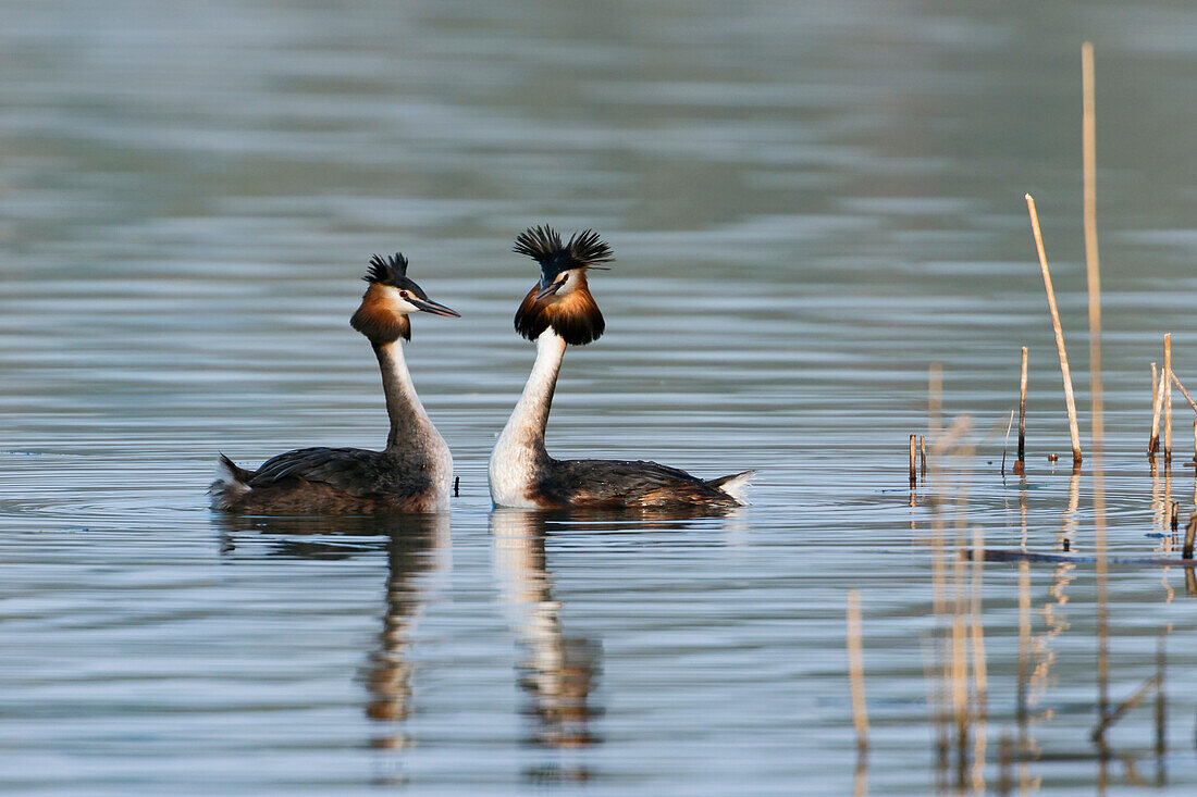 Great Crested Grebe courtship display (Podiceps cristatus), Bavaria, Germany, Europe