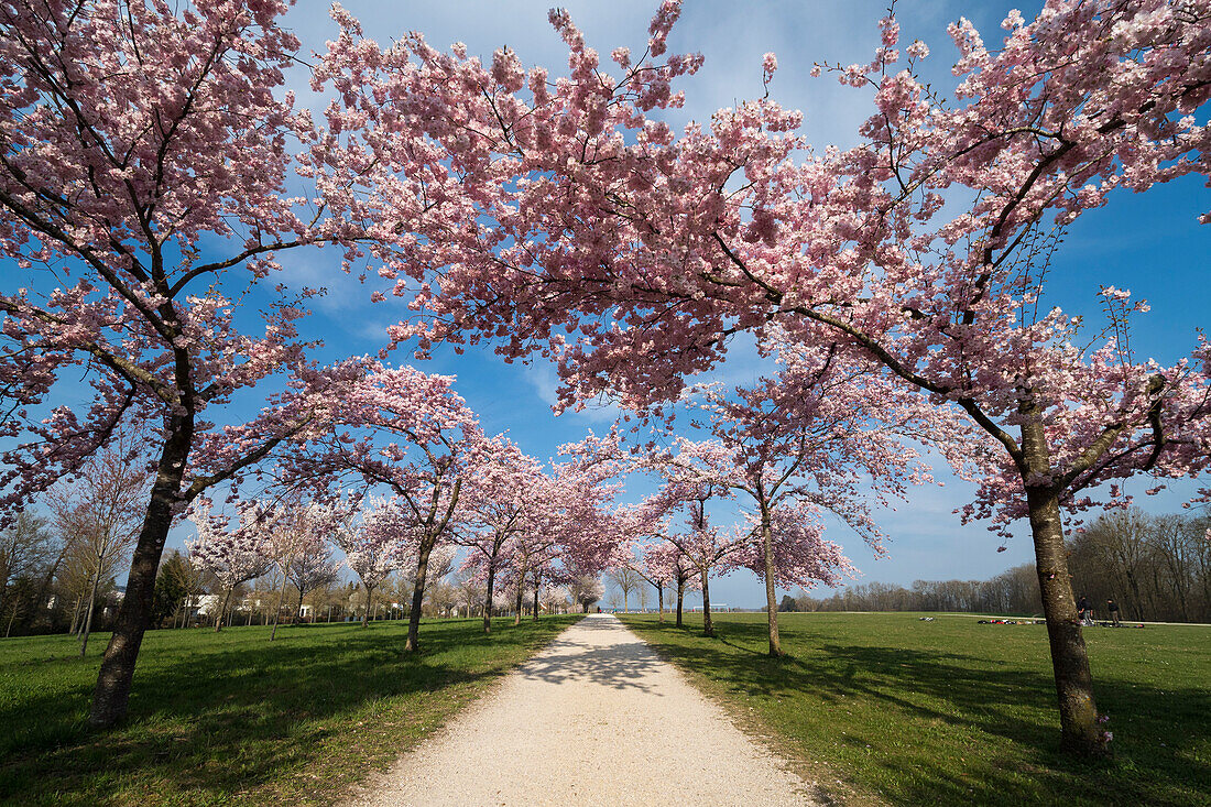 Parkland, path lined with ornamental cherries (Prunus sp.), Laupheim, Germany