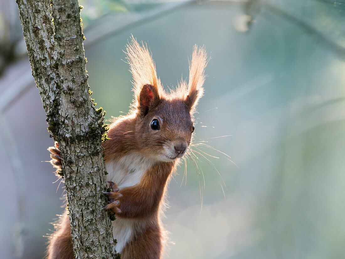 Red squirrel in tree (Sciurus vulgaris), Bavaria, Germany
