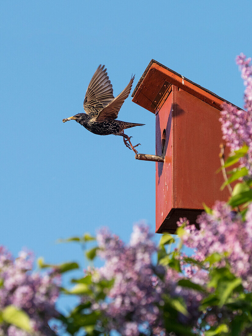 Star fliegt aus Starenkasten und trägt Kotballen weg, Sturnus vulgaris, Deutschland, Europa