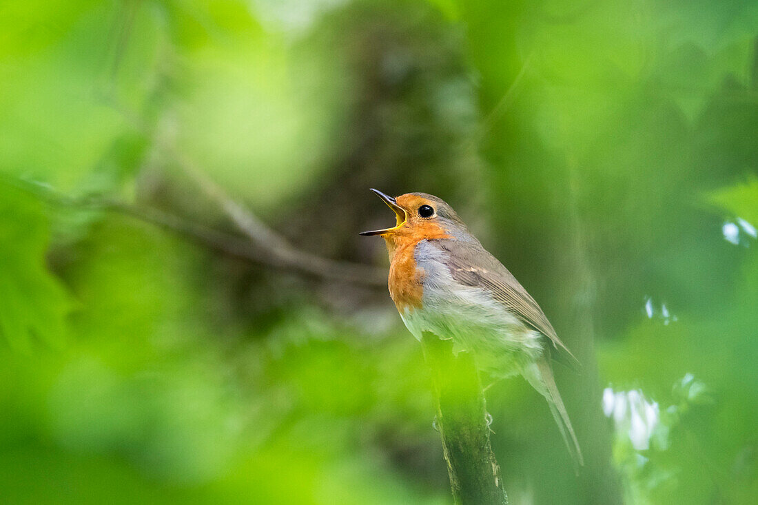 Robin singing in spring, Erithacus rubecula, Bavaria, Germany