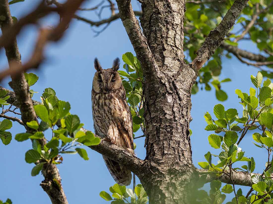 Alder long-eared owl (Asio otus), Bavaria, Germany
