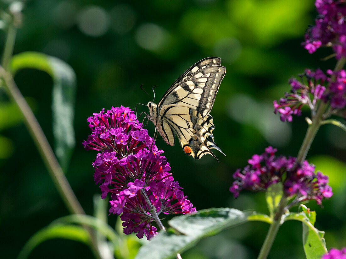 Swallowtail on Buddleia (Papilio machaon), Summer, Upper Bavaria, Germany, Europe