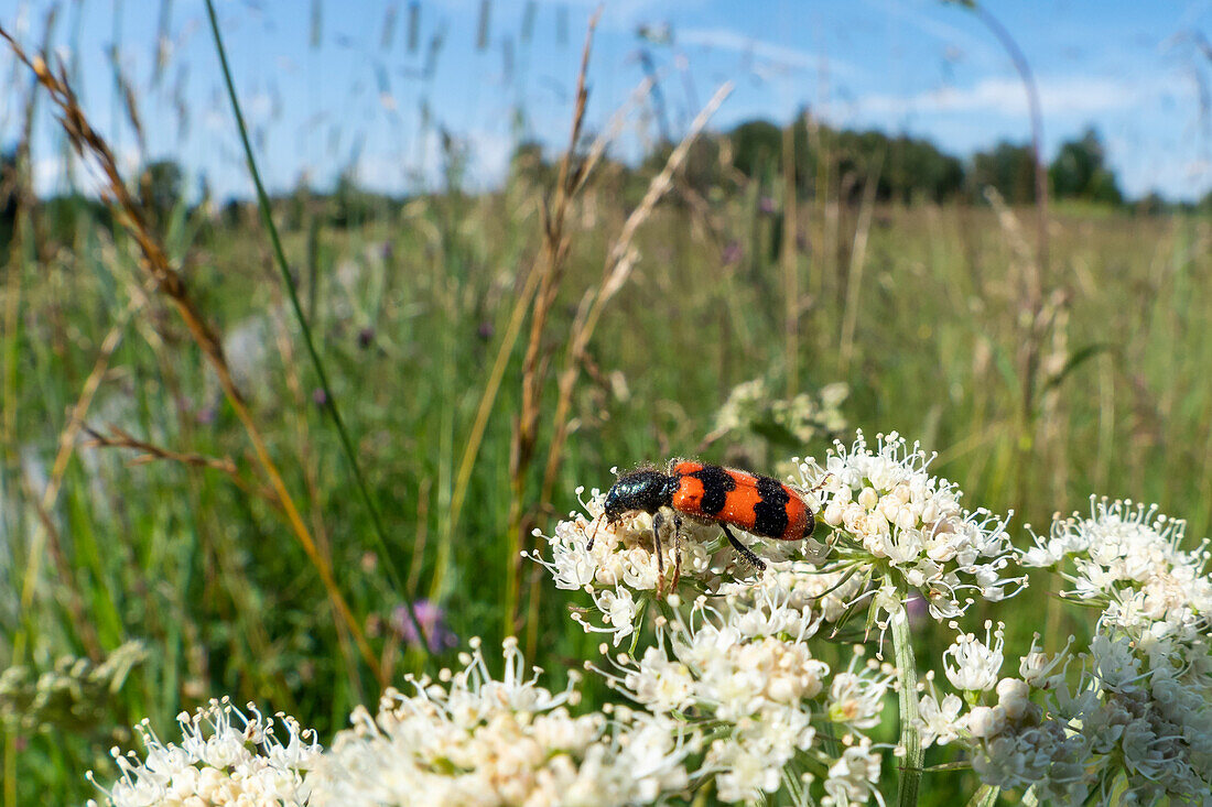 Bee Beetle (Trichodes apiarius), Upper Bavaria, Germany, Europe