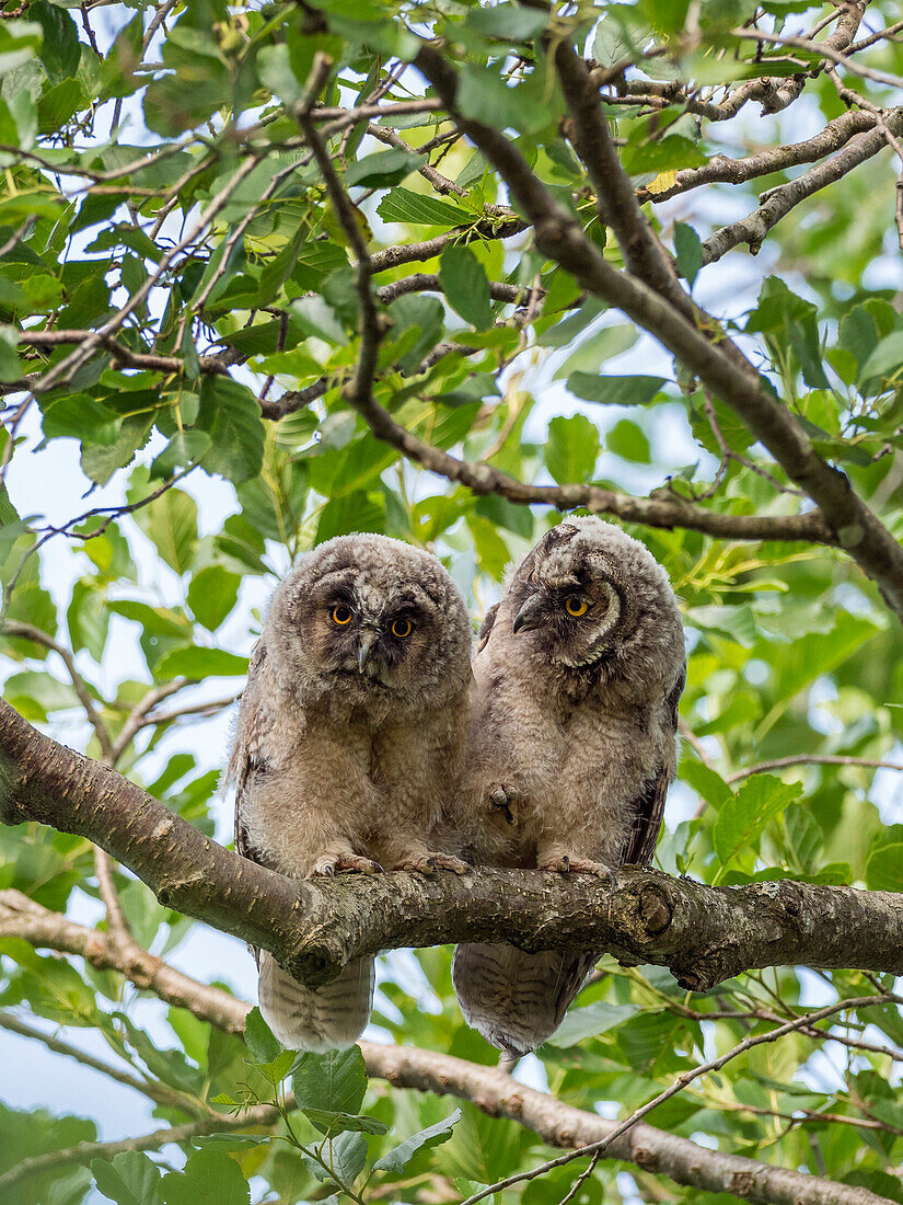 Young long-eared owls in alder (Asio otus), Bavaria, Germany