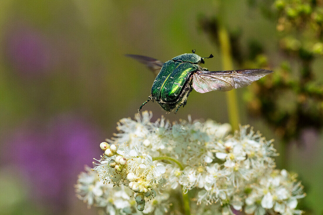 Rose chafer flies up from Meadowsweet flower (Cetonia aurata), Bavaria, Germany