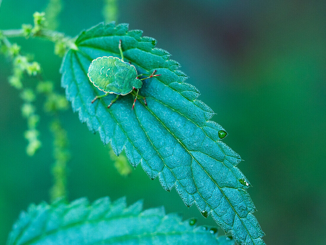 Grüne Stinkwanze (Palomena prasina), Nymphe auf Brennnesselblatt, Bayern, Deutschland