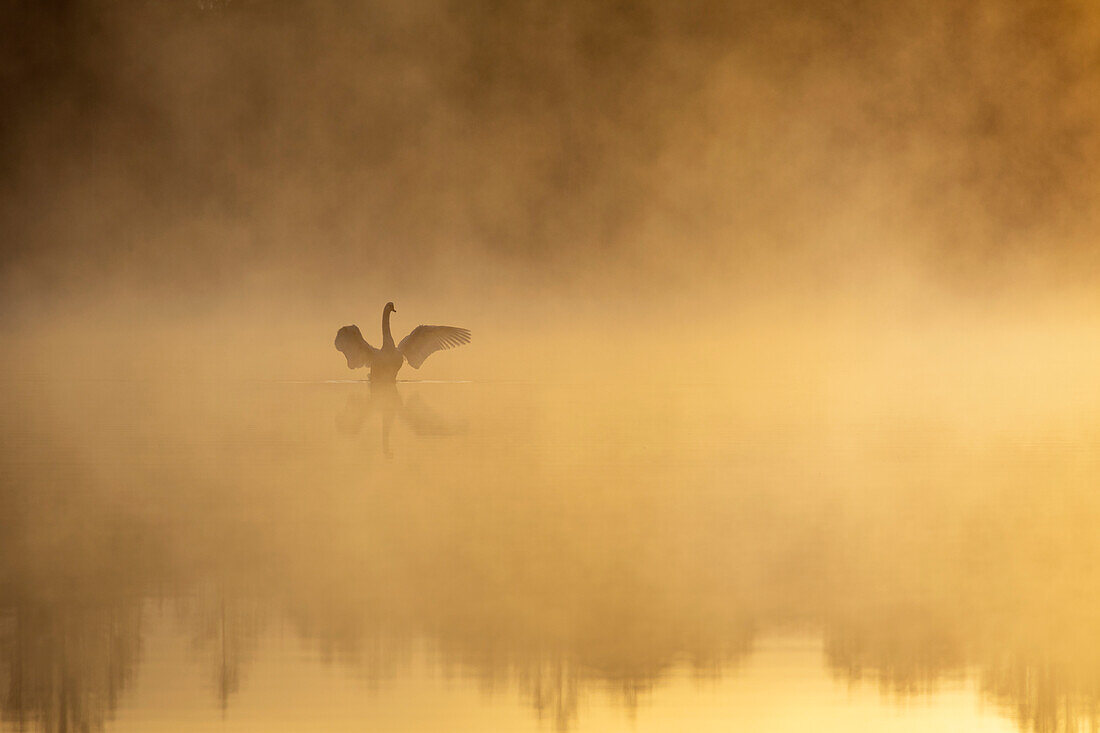 Höckerschwan im Morgennebel, Cygnus olor, Oberbayern, Deutschland