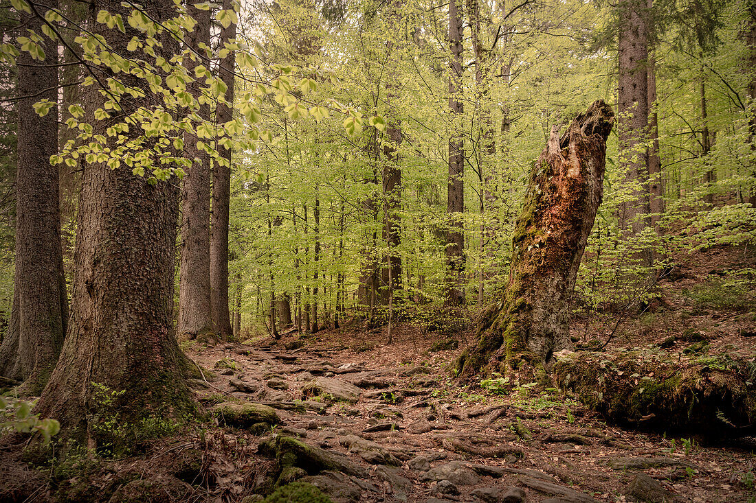 Urwaldgebiet 'Höllbachgspreng' beim Großen Falkenstein, Nationalpark Bayerischer Wald, Landkreis Regen, Niederbayern, Bayern, Deutschland