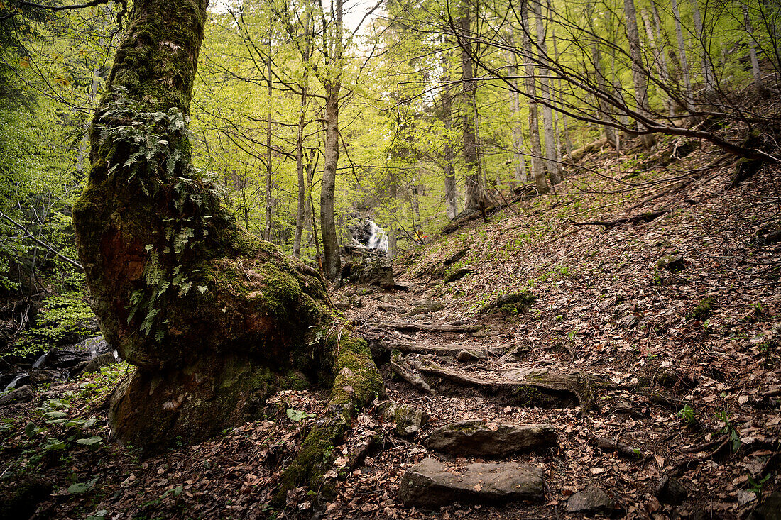Stairs to the waterfall in the jungle area &quot;Höllbachgspreng&quot; (wooded rock massif below the Großer Falkenstein), Bavarian Forest National Park, Regen district, Lower Bavaria, Bavaria, Germany