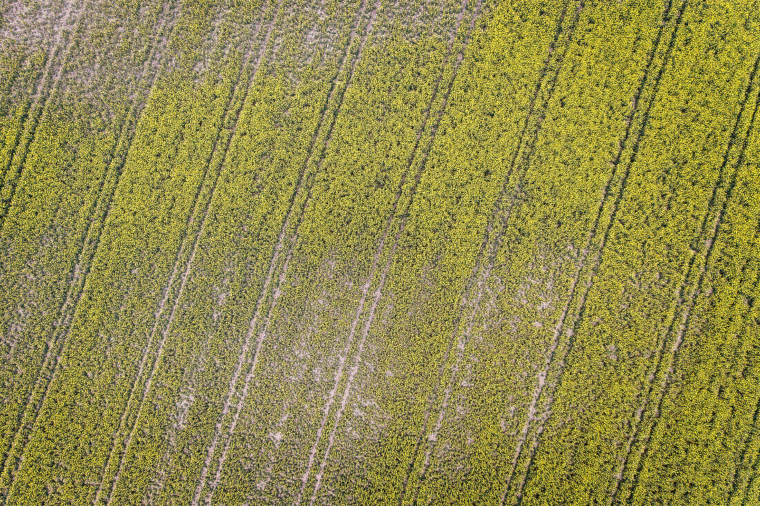 Landwirtschaftliche Traktorspuren auf Feld bei Langenau, Baden-Württemberg, Deutschland, Luftbildaufnahme