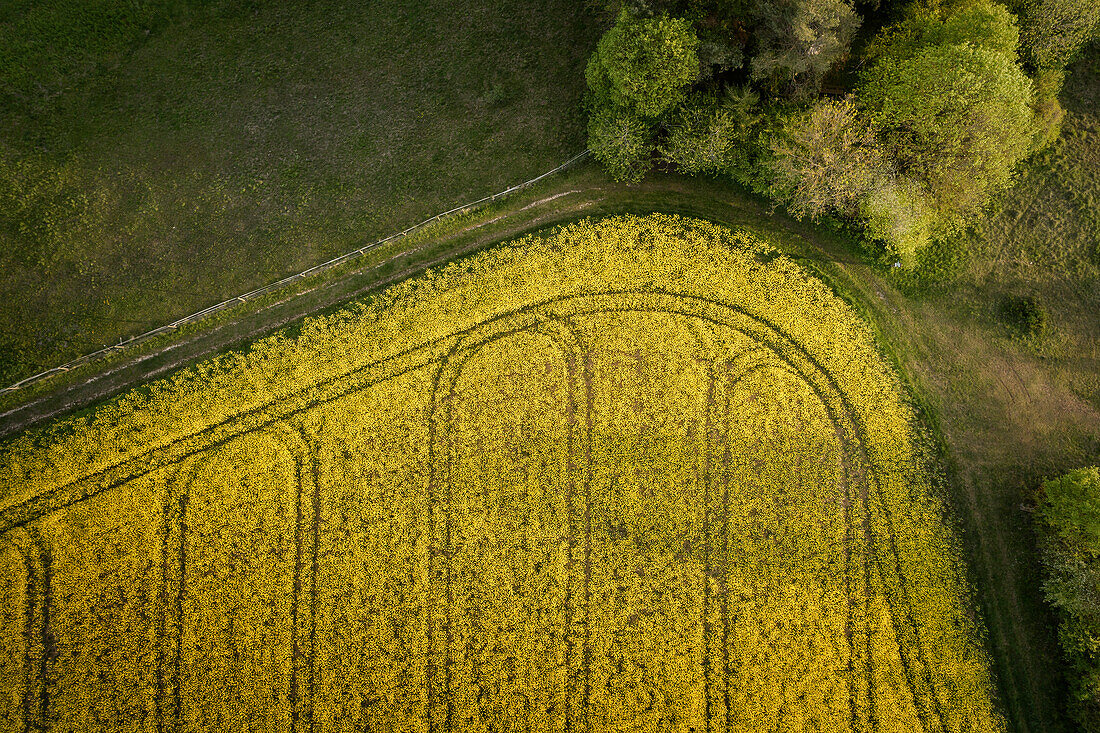Landwirtschaftliche Traktorspuren auf Feld bei Langenau, Baden-Württemberg, Deutschland, Luftbildaufnahme