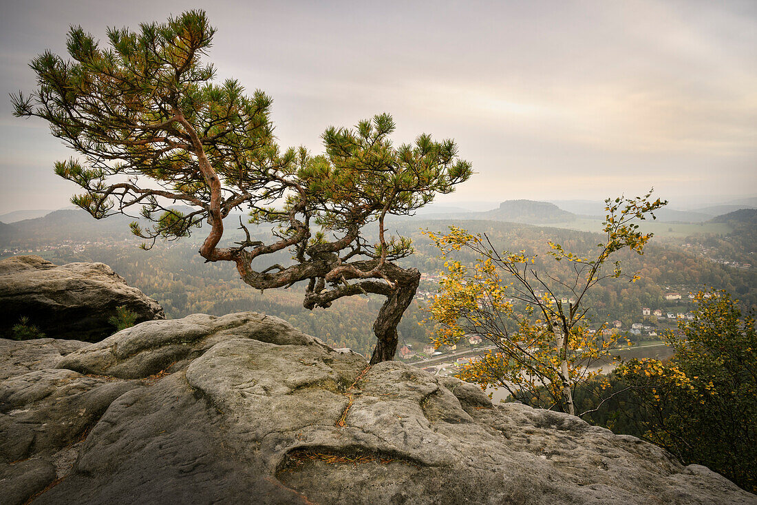 Crooked, rooted pine on rock, view from Table Mountain Lilienstein on the Elbe, Saxon Switzerland, Elbe Sandstone Mountains, Saxony, Elbe, Germany, Europe