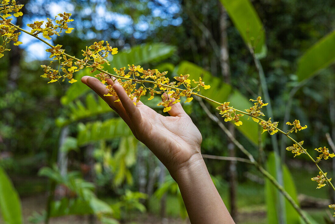 Detail of hand holding tiny orange orchid flowers, near Barrigones, Puntarenas, Costa Rica, Central America