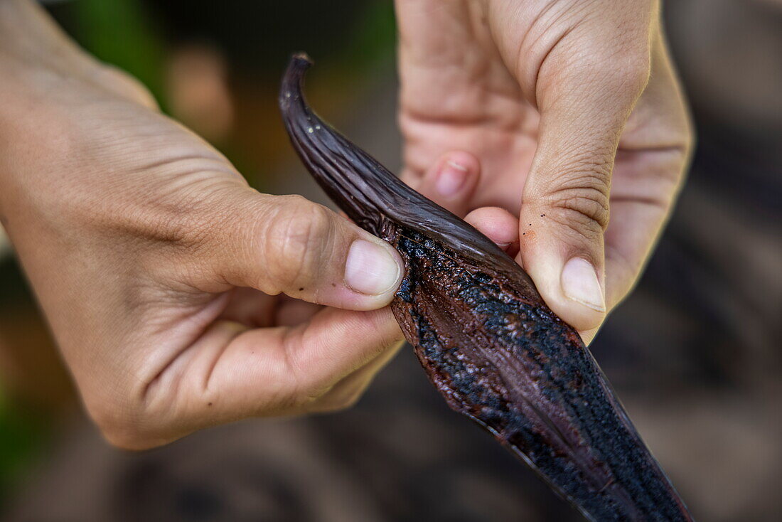 Detail of hands opening vanilla bean, at Finca Kobo Chocolate Farm, near Barrigones, Puntarenas, Costa Rica, Central America