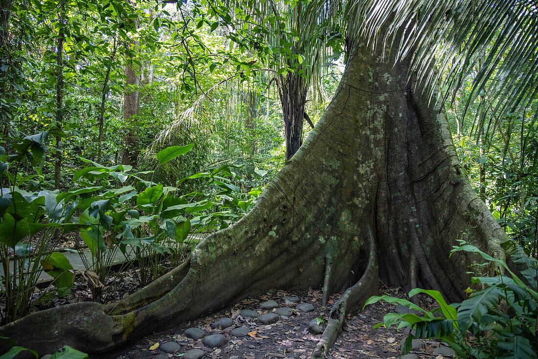 Huge banyan tree in rainforest in Carara National Park, near Tarcoles, Puntarenas, Costa Rica, Central America