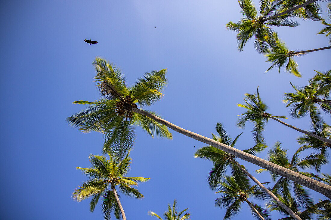 Blick hoch in Kokospalmen mit vorbeiziehendem Vogel, Isla Tortuga, Puntarenas, Costa Rica, Mittelamerika