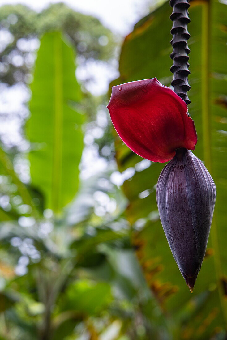 Blüte einer Bananenpflanze am Bahia Drake Wanderpfad, Drake Bay, Puntarenas, Costa Rica, Mittelamerika