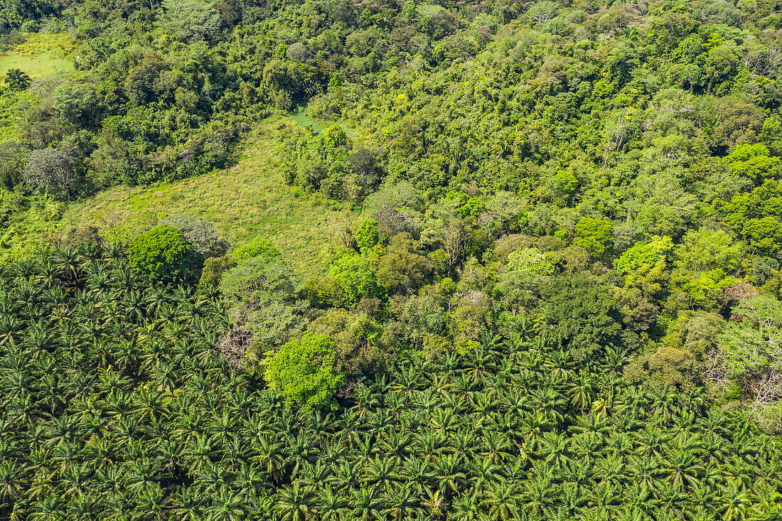 Luftaufnahme von Kokospalmenplantage und üppiger Landschaft, in der Nähe von Barrigones, Puntarenas, Costa Rica, Mittelamerika