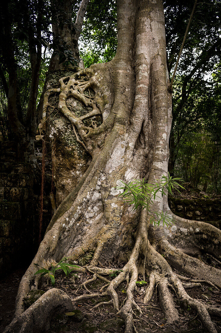 Würgefeige im dichten Urwald von Calakmul, Yucatán, Mexiko, Nordamerika, Lateinamerika, Amerika