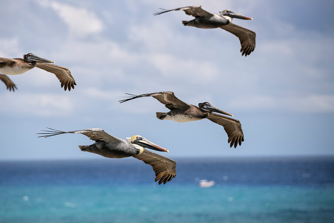 Pelicans fly over the beach at Mahahual, Quintana Roo, Yucatán, Mexico, North America, Latin America