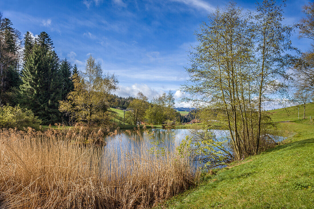 Herrenmattenweiher below St. Märgen, Black Forest, Baden-Württemberg, Germany