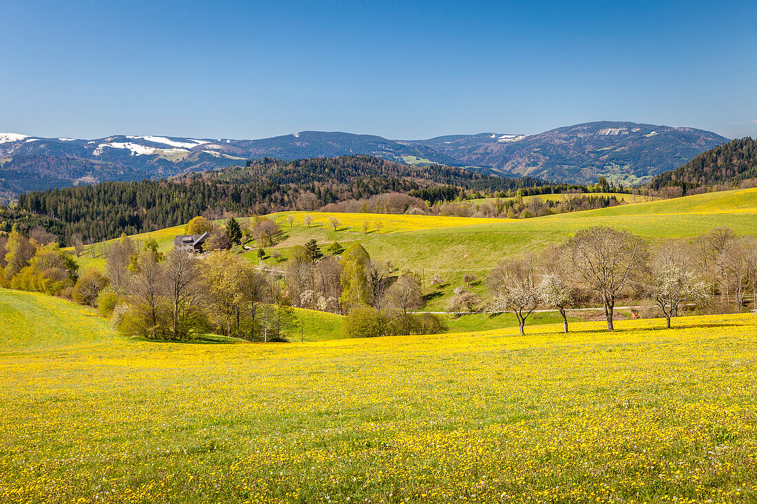 Frühling im Glottertal zwischen St. Peter und St. Märgen, Schwarzwald, Baden-Württemberg, Deutschland