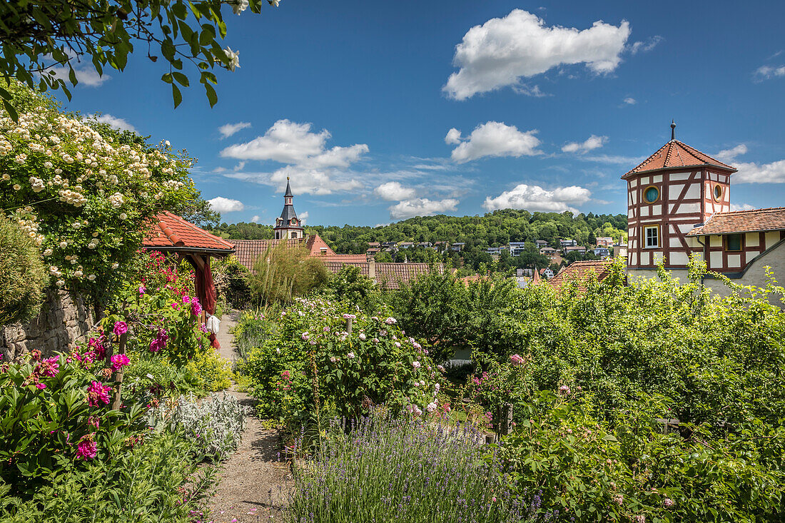 Rosengarten und Romschlössle in Creglingen, Romantische Strasse, Taubertal, Baden-Württemberg, Deutschland