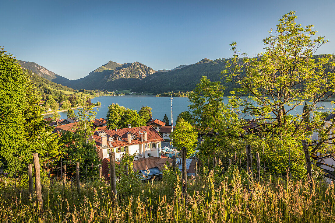 View of the Schliersee from the vineyard in Schliersee, Upper Bavaria, Bavaria, Germany