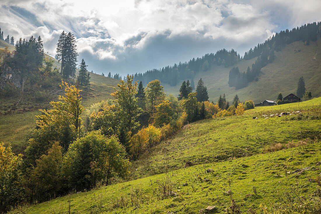 Sheep pasture at the Untere Firstalm above the Spitzingsee, Upper Bavaria, Bavaria, Germany