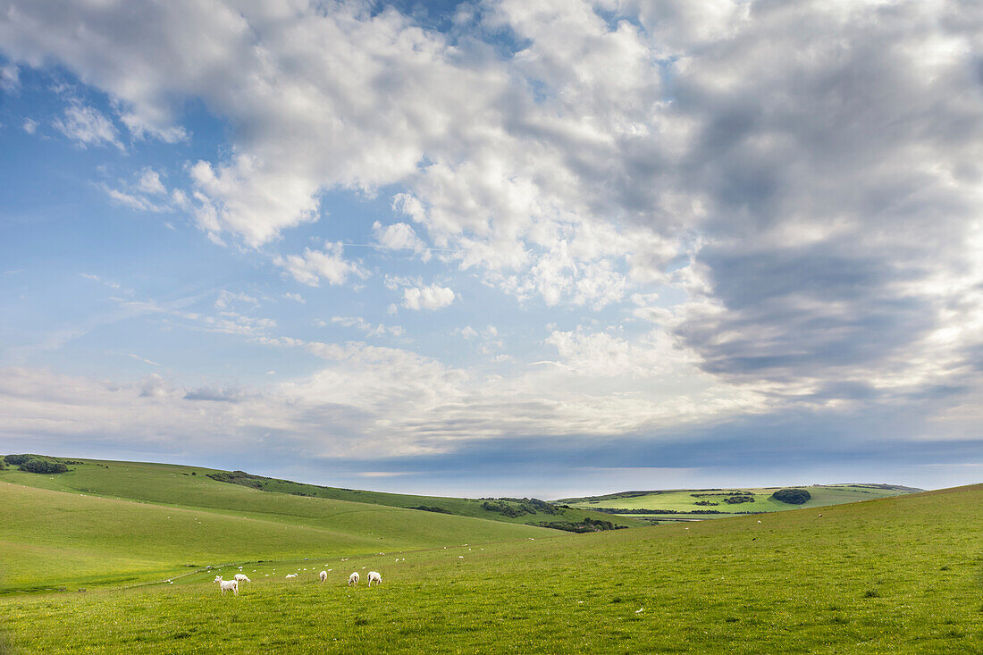 Pasture landscape in Seven Sisters Country Park, East Sussex, England