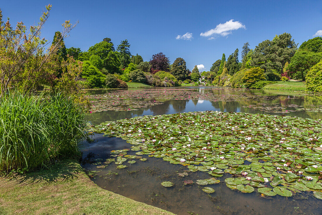 Seerosenteich, Sheffield Park Garden, East Sussex, England