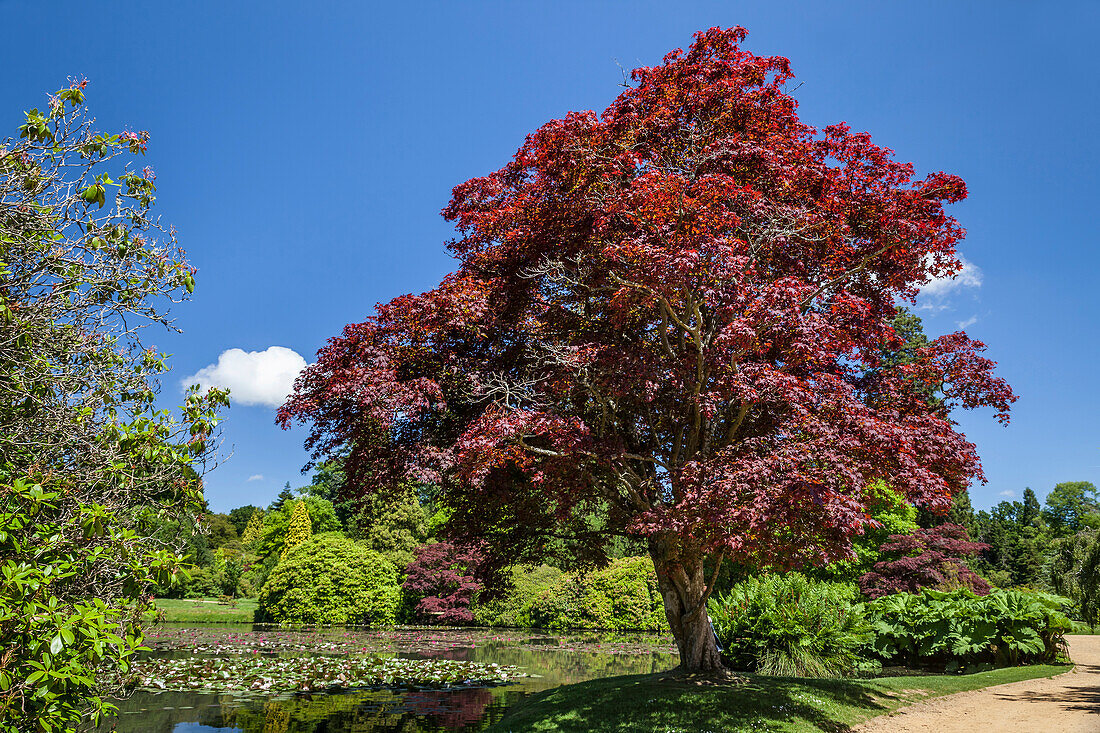 Rot-Ahorn am Teich, Sheffield Park Garden, East Sussex, England