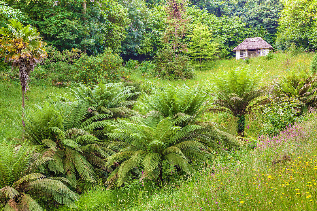 Subtropische Pflanzen im Glendurgan Garden, Falmouth, Cornwall, England