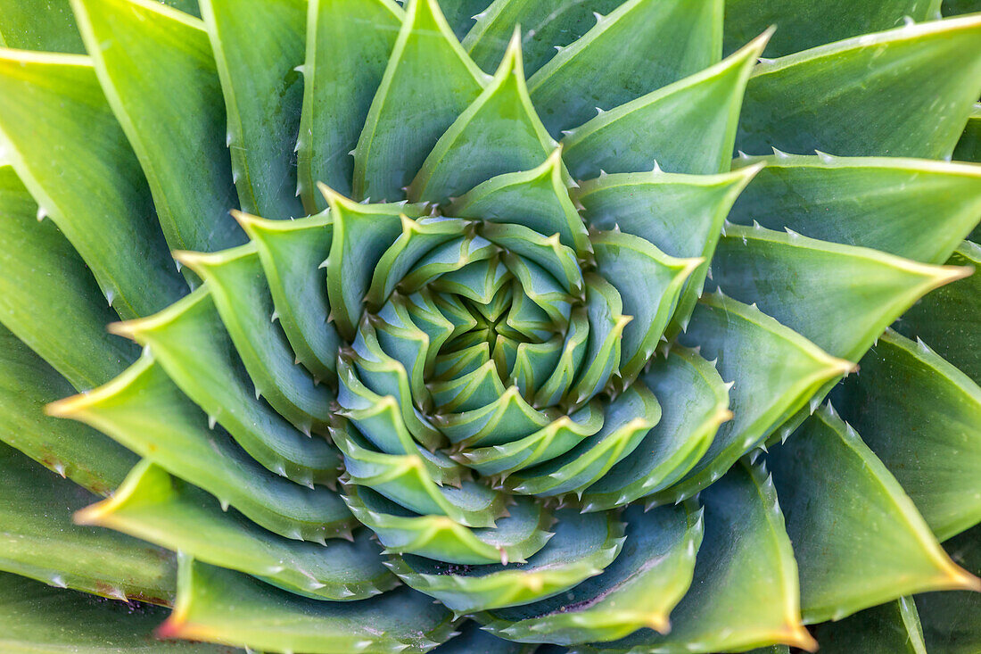 Hauswurz-Gewächs im Garten von St. Michael's Mount, Cornwall, England