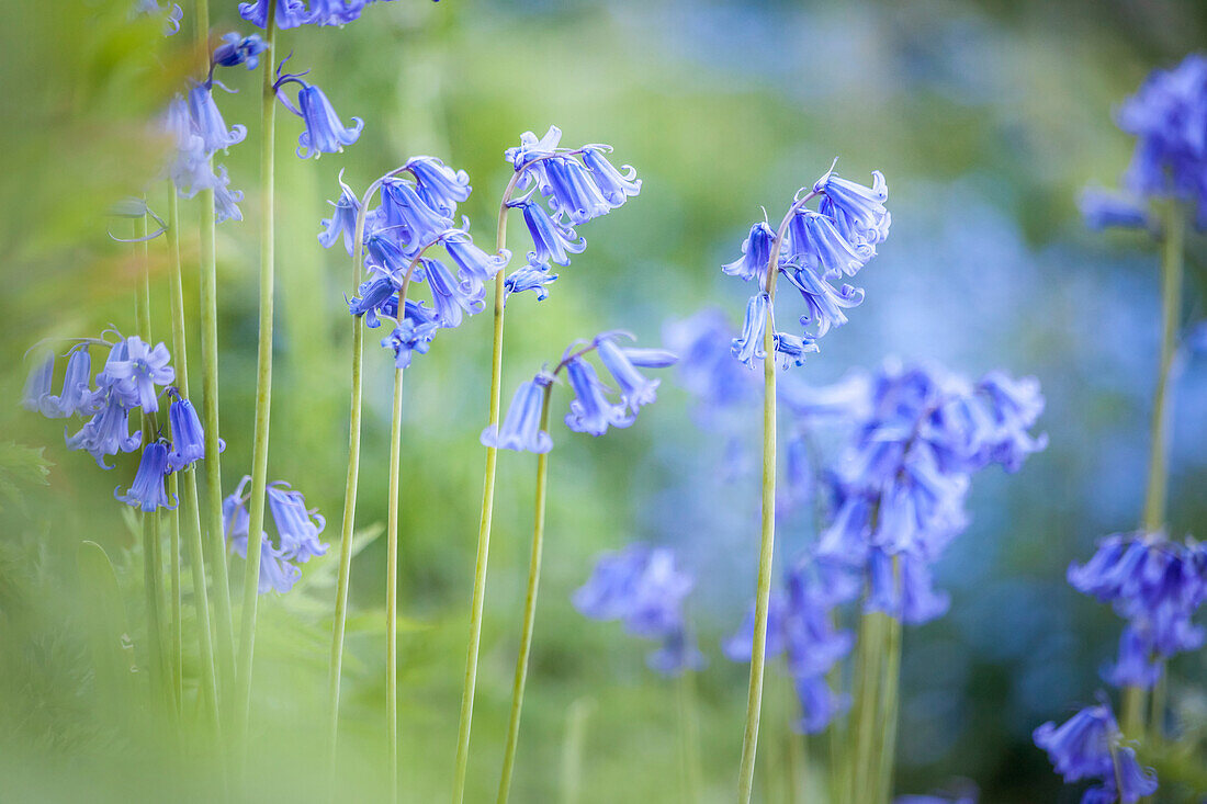 English Bluebells at Woodchester Park, Nympsfield, Gloucestershire, England