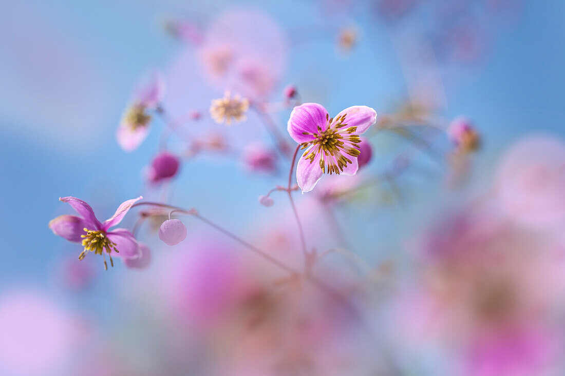 Delicate pink Cosmos flowers (Cosmea) in Sissinghurst Castle Garden, Cranbrook, Kent, England