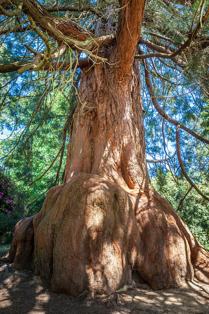 Mächtiger Mammutbaum im Sheffield Park Garden, East Sussex, England