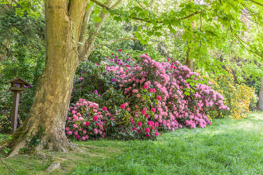 Frühsommer im Kurpark von Bad Homburg vor der Höhe, Taunus, Hessen, Deutschland