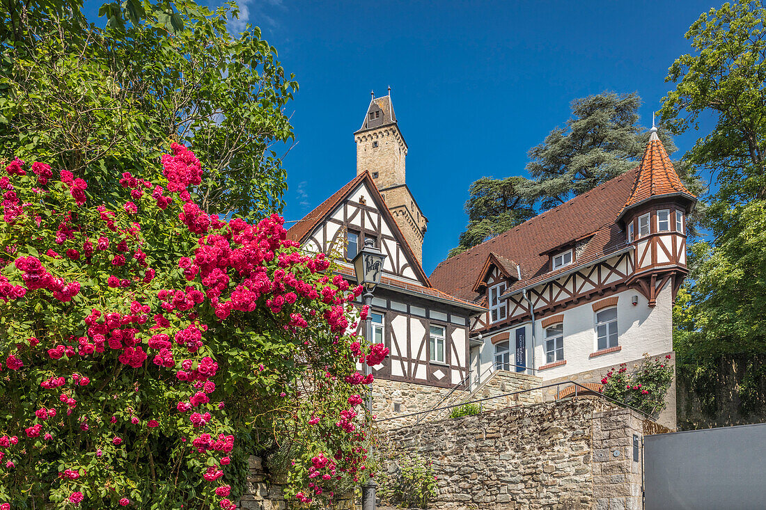 Dog roses at the entrance to Kronberg Castle, Taunus, Hesse, Germany