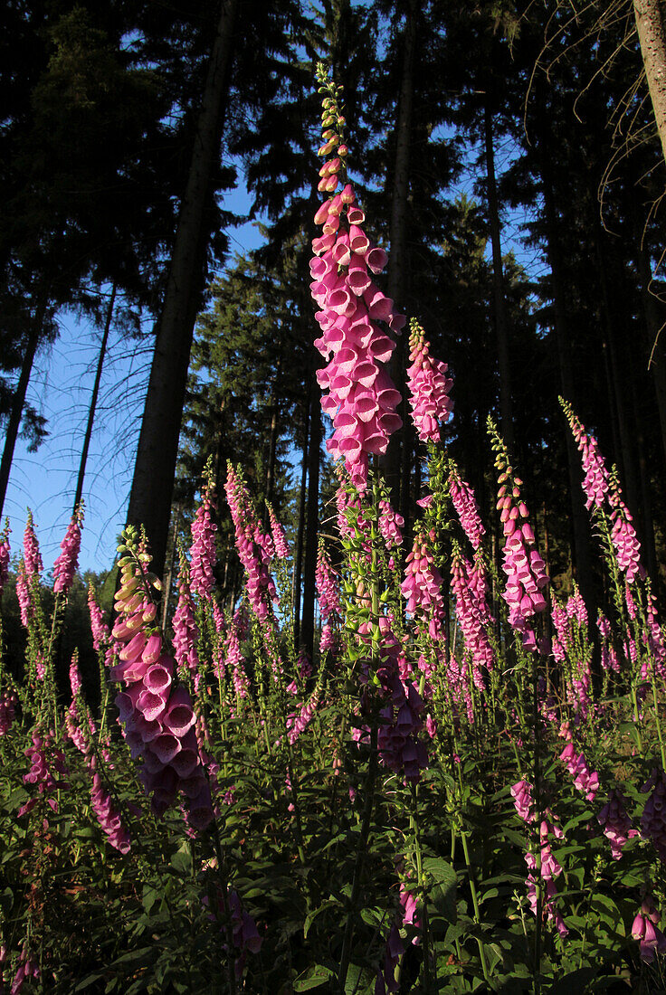 Foxglove (Digitalis purpurea) in Walb near Engenhahn, Niedernhausen, Hesse, Germany