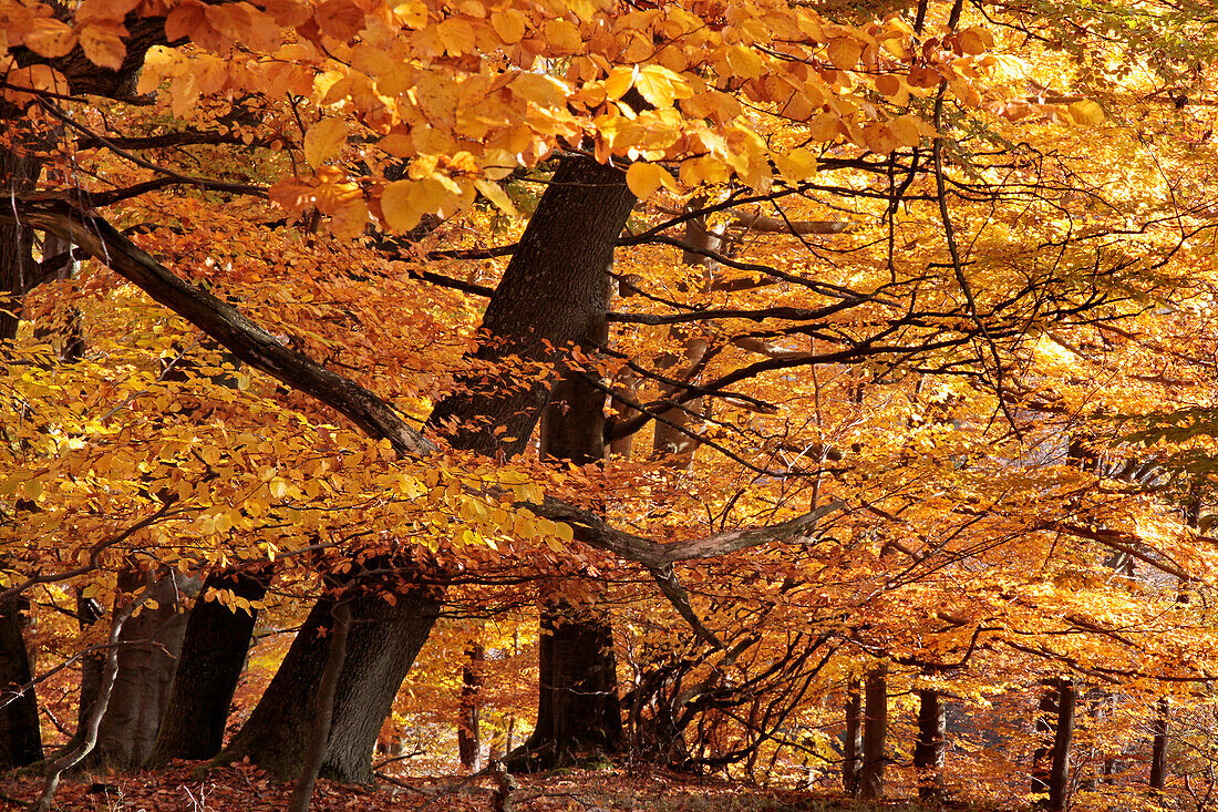 Autumn beech forest in the Rheingau-Taunus Nature Park, Niedernhausen, Hesse, Germany