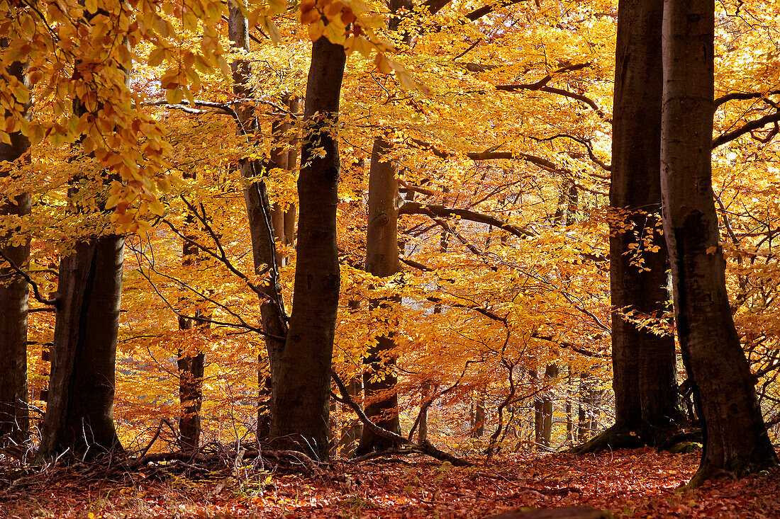 Herbstliche Buchenwälder im Naturpark Rheingau-Taunus bei Engenhahn, Niedernhausen, Hessen, Deutschland